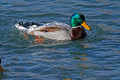 Mallard Ducks Hudson 22-2-00702