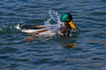 Mallard Ducks Hudson 22-2-00699