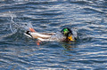 Mallard Ducks Hudson 22-2-00668