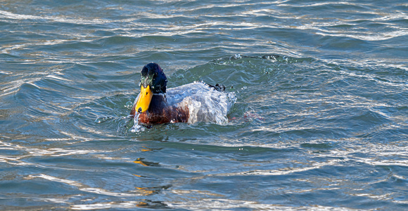 Mallard Ducks Hudson 22-2-00591
