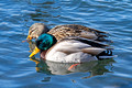 Mallard Ducks Hudson 22-2-00722