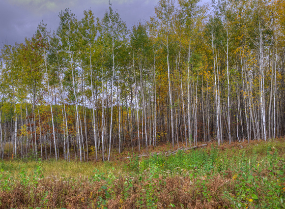 Wisconsin Rustic Road 83 20-10-00559