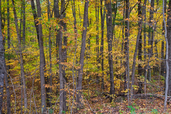 Wisconsin Rustic Road 83 20-10-00532