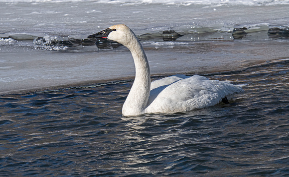 Trumpeter Swans Hudson 22-2-00582