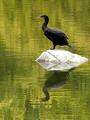 Kiyosumi Gardens, Tokyo, Japan 25-5L-_2910