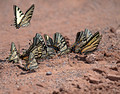 Swallowtails Crex Meadows Wildlife Area 21-6-00307