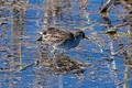 Sora Gilbert Creek Wildlife Area 21-5-00128