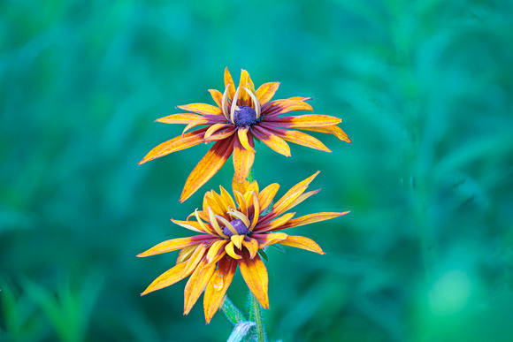 Black-eyed Susans Canadian Hill Farm 23-7-00802