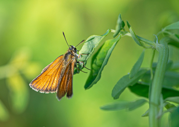 Skipper Canadian Hill Farm 23-7-00765