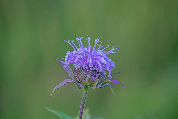 Wild Bergamot Canadian Hill Farm 23-7-01044