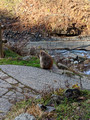 Snow Monkey Park Nagano, Japan 22-12L-_4600