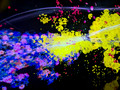 teamLab Borderless, MORI Building DIGITAL ART MUSEUM, Minato City, Tokyo, Japan 24-12p-_0756