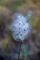 Milkweed Crex Meadows Wildlife Area 21-11-02632