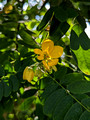 Jindai Botanical Gardens Tokyo, Japan 22-12L-_3329