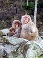 Snow Monkey Park Nagano, Japan 22-12L-_4606