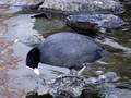 Eurasian Coot Takeshiba Tideland Minato City Tokyo 22-12P-_0143