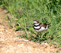 Killdeer Gilbert Creek Wildlife Area 25-6-_0259
