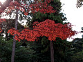 Engaku-ji Zen Buddhist Complex Kanagawa, Japan 22-12L-_4132