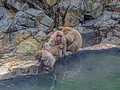 Snow Monkey Park Nagano, Japan 22-12L-_4611