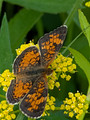Pearl Crescent Red Cedar State Trail 25-6P-_0026