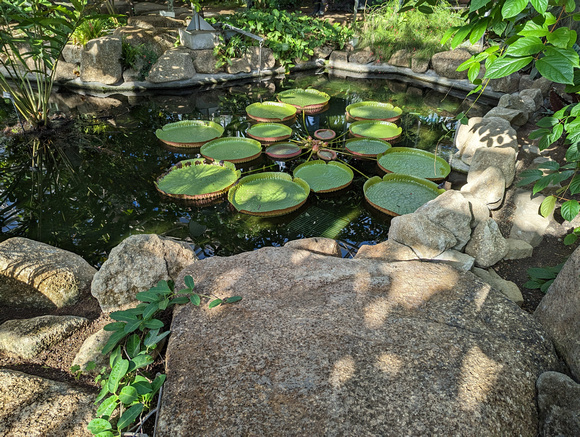 Jindai Botanical Gardens Tokyo, Japan 22-12L-_3323