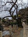 Yanaka Cemetery  Yanesen Tokyo, Japan 22-12L-_3620