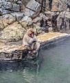 Snow Monkey Park Nagano, Japan 22-12L-_4614