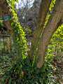 Tokyo Port Wild Bird Park Tokyo, Japan 22-12L-_3448