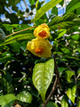 Jindai Botanical Gardens Tokyo, Japan 22-12L-_3330