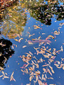Otaguro Park, Suginami City, Tokyo,, Japan 24-12L-_2508