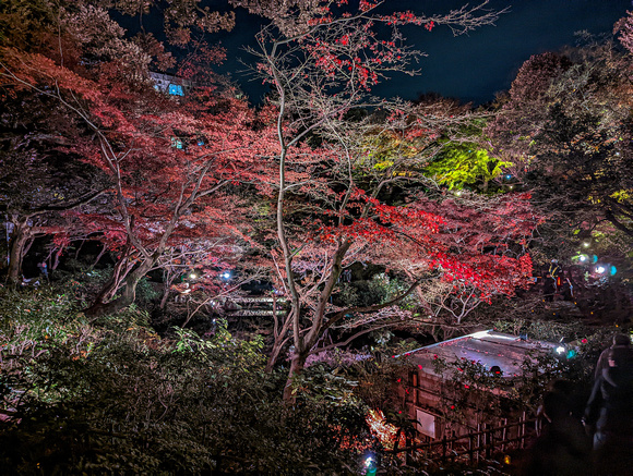 Ikedayama Park Tokyo  22-12P-_5207