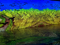 Immersive Van Gogh Exhibition, Kadokawa Cultural Museum, Tokorozawa, Japan 22-12L-_3545