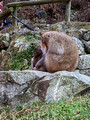 Snow Monkey Park Nagano, Japan 22-12L-_4602