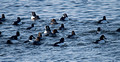 Common Goldeneyes 21-2-01785