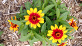 Green Bay Botanical Garden 22-7L-_0681