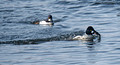 Common Goldeneyes 21-2-01768
