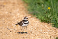 Killdeer Gilbert Creek Wildlife Area 25-6-_0235