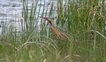 American bittern Crex Meadows Wildlife Area 25-5-_4322