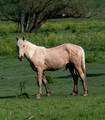 Horse Gilbert Creek Wildlife Area 25-6-_0285