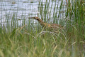 American bittern Crex Meadows Wildlife Area 25-5-_4329