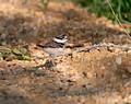 Killdeer Gilbert Creek Wildlife Area 25-6-_0263