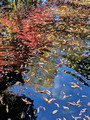 Otaguro Park, Suginami City, Tokyo,, Japan 24-12L-_2509