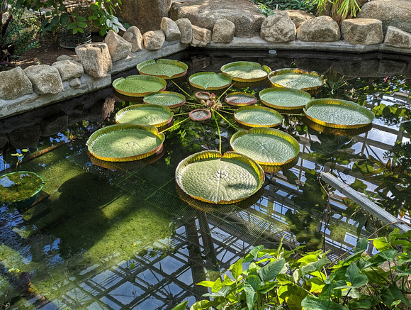 Jindai Botanical Gardens Tokyo, Japan 22-12L-_3328