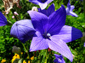 Green Bay Botanical Garden 22-7-_0421