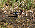 Wood Duck - male 09-66- 003