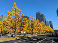 Gyoko-Dori Ave, Chiyoda City, Tokyo, Japan 24-12L-_3030