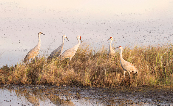 Sandhill Cranes Crex Meadows Wildlife Area 21-10-01744