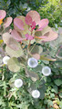 Green Bay Botanical Garden 22-7L-_0674