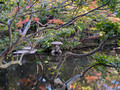 Hotel New Otani Tokyo Garden Tower,Chiyoda City, Tokyo, Japan 24-12p-_1007
