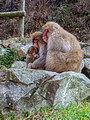 Snow Monkey Park Nagano, Japan 22-12L-_4605